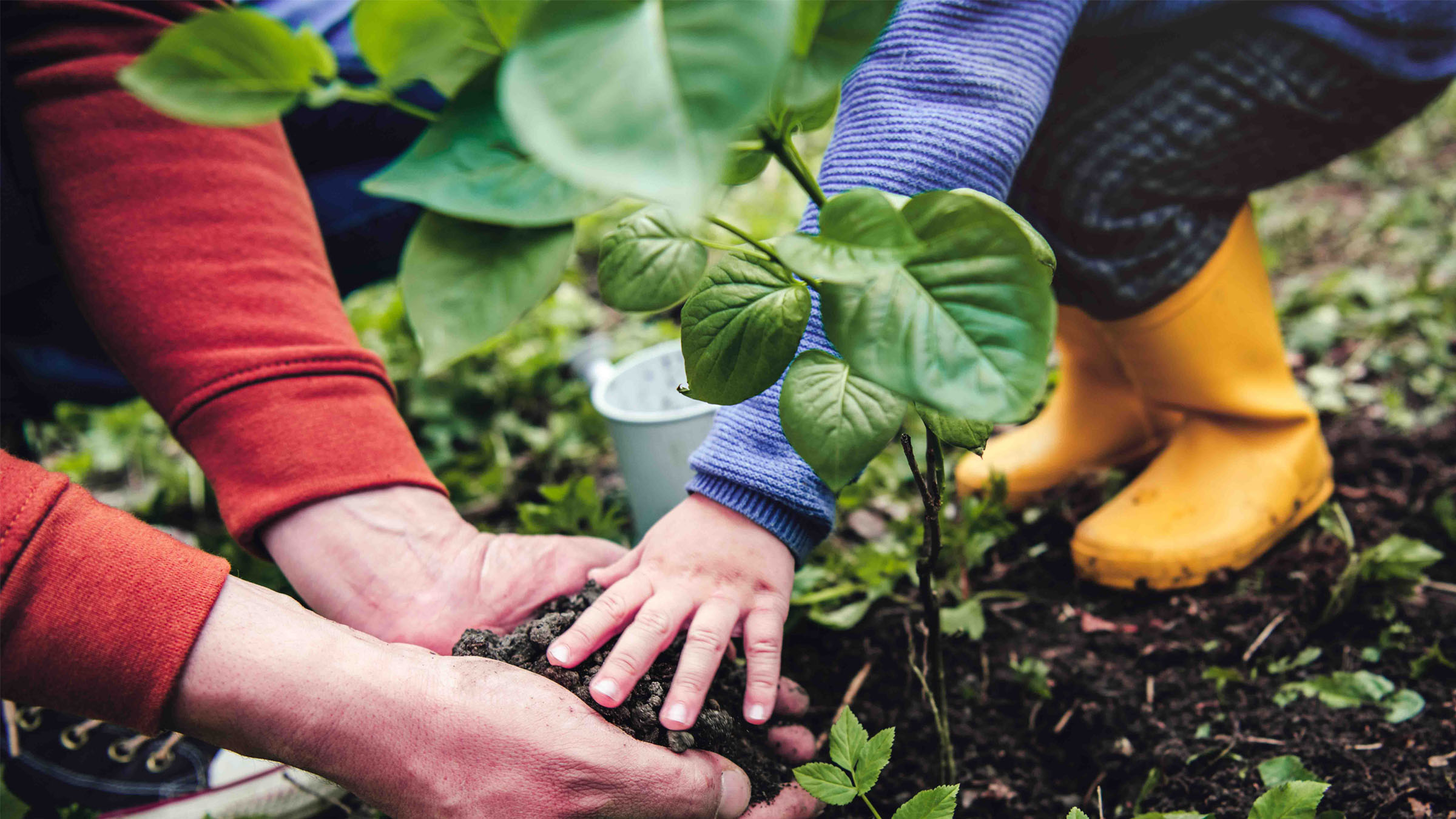 An adult and a child plant something in the dirt